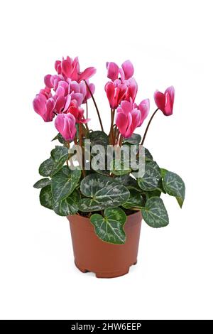 Rosa blühende 'Cyclamen Persicum' Blüten im Korbtopf auf weißem Hintergrund Stockfoto