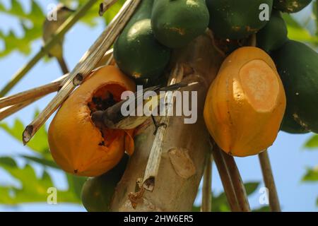 Östlicher gelber belüfteter Bulbul-Vogel fliegt zum Essen von Papaya. Pycnonotus goiavier gelb belüftete bulbul Stockfoto