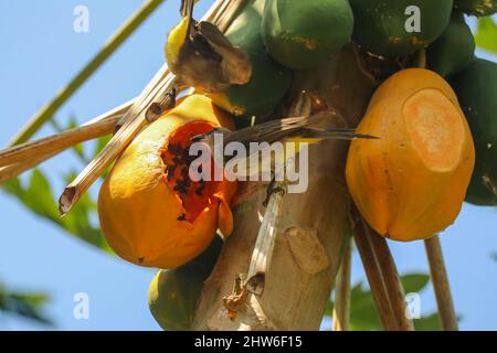 Östlicher gelber belüfteter Bulbul-Vogel fliegt zum Essen von Papaya. Pycnonotus goiavier gelb belüftete bulbul Stockfoto