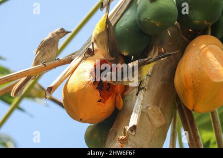 Östlicher gelber belüfteter Bulbul-Vogel fliegt zum Essen von Papaya. Pycnonotus goiavier gelb belüftete bulbul Stockfoto