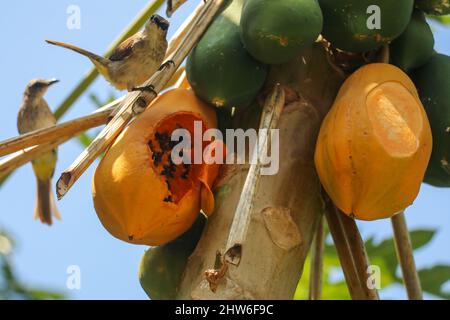 Östlicher gelber belüfteter Bulbul-Vogel fliegt zum Essen von Papaya. Pycnonotus goiavier gelb belüftete bulbul Stockfoto