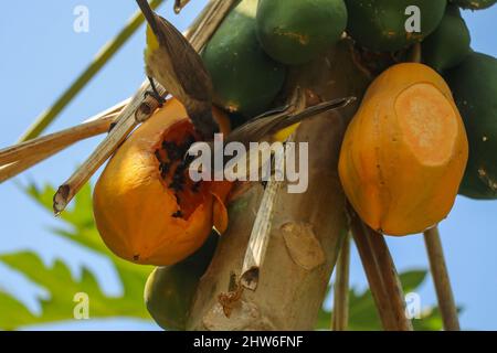 Östlicher gelber belüfteter Bulbul-Vogel fliegt zum Essen von Papaya. Pycnonotus goiavier gelb belüftete bulbul Stockfoto