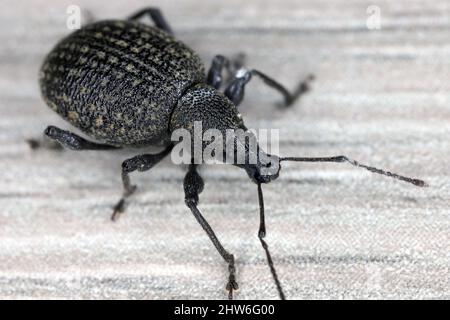 Adulter Weinstößel, Otiorhynchus sulcatus, ein schwerer Schädling von Topf- und Containerpflanzen und einigen Sträuchern. Stockfoto