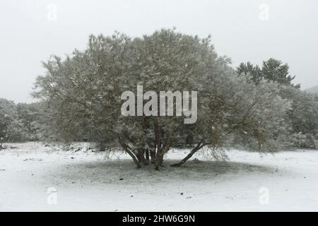 Weißer Schnee fällt auf den Boden mit Bäumen Farbe der Landschaft Siziliens im Winter Stockfoto