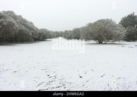 Weißer Schnee fällt auf den Boden mit Bäumen Farbe der Landschaft Siziliens im Winter Stockfoto