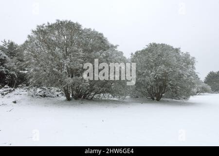 Weißer Schnee fällt auf den Boden mit Bäumen Farbe der Landschaft Siziliens im Winter Stockfoto