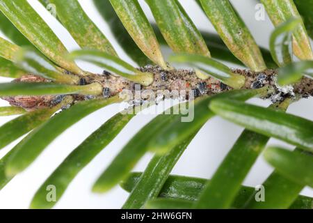 Silberfichte Woolly-Blattlaus -Dreyfusia nordmannianae auf einem Tannenbaum-Trieb. Gefährliche Schädlinge von Tannenbäumen in Wäldern und Gärten. Stockfoto