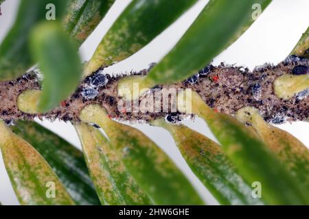 Silberfichte Woolly-Blattlaus -Dreyfusia nordmannianae auf einem Tannenbaum-Trieb. Gefährliche Schädlinge von Tannenbäumen in Wäldern und Gärten. Stockfoto