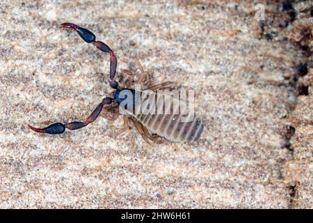 Supermakro des Pseudoskorpions auch bekannt als falscher Skorpion oder Buchskorpion auf Baumrinde. Stockfoto