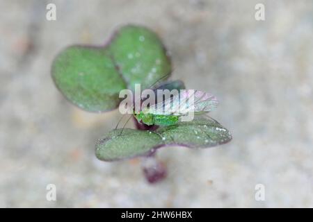 Eine grüne geflügelte Blattlaus auf einer keimenden Pflanze. Stockfoto