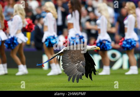 Crystal Palace Maskottchen Kayla der nordamerikanische Weißkopfseeadler wird vor dem Barclays Premier League-Spiel zwischen Crystal Palace und Arsenal im Selhurst Park in London gesehen. 16. August 2015. James Boardman / Telephoto Images +44 7967 642437 Stockfoto