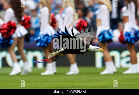 Crystal Palace Maskottchen Kayla der nordamerikanische Weißkopfseeadler wird vor dem Barclays Premier League-Spiel zwischen Crystal Palace und Arsenal im Selhurst Park in London gesehen. 16. August 2015. James Boardman / Telephoto Images +44 7967 642437 Stockfoto