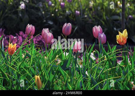 Nahaufnahme von rosa Tulpen im Garten Stockfoto