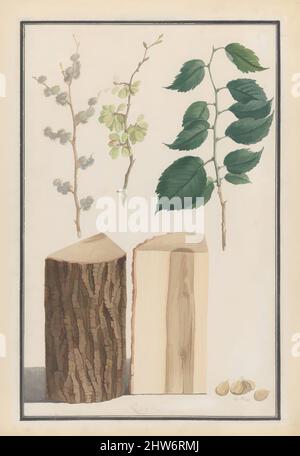 Kunst inspiriert von Studien über Blätter, Blüten, Früchte und Stamm einer englischen Ulme (Ulmus procera), 1788, Aquarell, über einer Skizze in schwarzer Kreide. Doppelte Rahmenlinie in Stift und schwarzer Tinte, Blatt: 21 1/8 x 14 13/16 Zoll (53,6 x 37,6 cm), Zeichnungen, Ludwig Pfleger (deutsch, 1720–1793, Klassische Werke, die von Artotop mit einem Schuss Moderne modernisiert wurden. Formen, Farbe und Wert, auffällige visuelle Wirkung auf Kunst. Emotionen durch Freiheit von Kunstwerken auf zeitgemäße Weise. Eine zeitlose Botschaft, die eine wild kreative neue Richtung verfolgt. Künstler, die sich dem digitalen Medium zuwenden und die Artotop NFT erschaffen Stockfoto