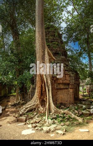 Alte Khmer Architektur, Ta Prohm Tempelruinen versteckt im Dschungel in Siem Reap, Kambodscha. TA Prohm ist ein Dschungeltempel in Angkor. Stockfoto