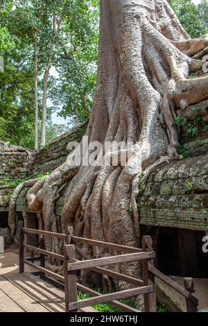 Alte Khmer Architektur, Ta Prohm Tempelruinen versteckt im Dschungel in Siem Reap, Kambodscha. TA Prohm ist ein Dschungeltempel in Angkor. Stockfoto