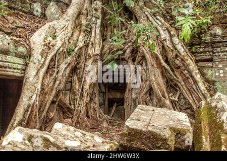 Alte Khmer Architektur, Ta Prohm Tempelruinen versteckt im Dschungel in Siem Reap, Kambodscha. TA Prohm ist ein Dschungeltempel in Angkor. Stockfoto