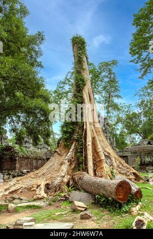 Alte Khmer Architektur, Ta Prohm Tempelruinen versteckt im Dschungel in Siem Reap, Kambodscha. TA Prohm ist ein Dschungeltempel in Angkor. Stockfoto