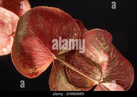 Nahaufnahme von Anthuriumblättern auf schwarzem Hintergrund Stockfoto