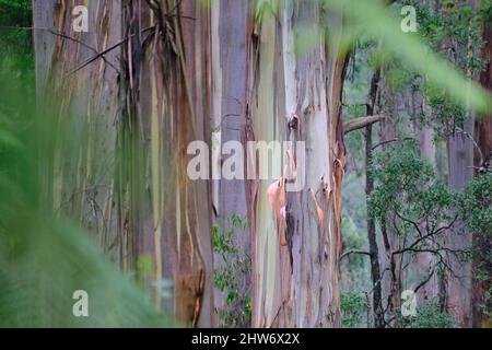 Ein kleines Stück Sherbrooke Stockfoto