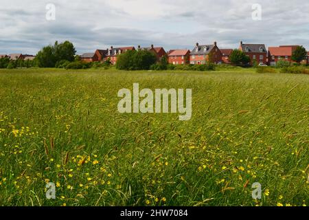 Blick über Felder auf eine neue Wohnsiedlung in Hailsham, East Sussex, Großbritannien Stockfoto