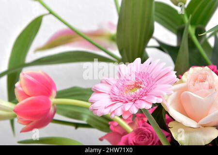 Komposition mit schönen blühenden Tulpen und Barberton Daisy (Gerbera jamesonii) Blumen auf weißem Hintergrund, rosa Farben Stockfoto