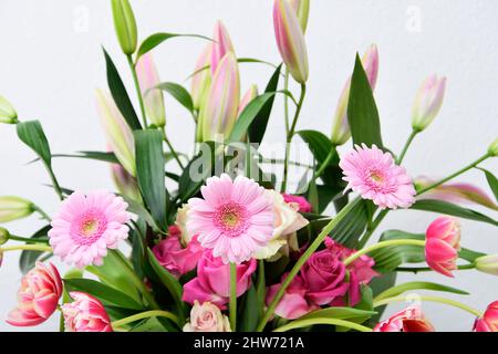 Komposition mit schönen blühenden Tulpen und Barberton Daisy (Gerbera jamesonii) Blumen auf weißem Hintergrund, rosa Farben Stockfoto