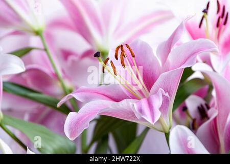 Komposition mit schönen blühenden Tulpen und Barberton Daisy (Gerbera jamesonii) Blumen auf weißem Hintergrund, rosa Farben Stockfoto