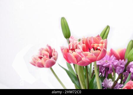 Komposition mit schönen blühenden Tulpen und Barberton Daisy (Gerbera jamesonii) Blumen auf weißem Hintergrund, rosa Farben Stockfoto