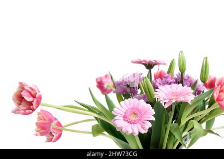 Komposition mit schönen blühenden Tulpen und Barberton Daisy (Gerbera jamesonii) Blumen auf weißem Hintergrund, rosa Farben Stockfoto