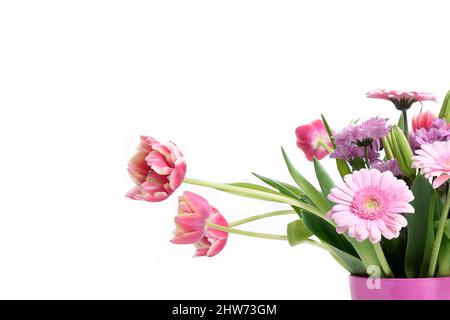 Komposition mit schönen blühenden Tulpen und Barberton Daisy (Gerbera jamesonii) Blumen auf weißem Hintergrund, rosa Farben Stockfoto