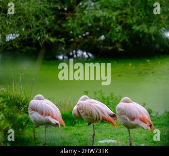 Herde chilenischer Flamingos am grünen Ufer eines Teichs in einem Park in West Yorkshire außerhalb von Leeds, Großbritannien Stockfoto