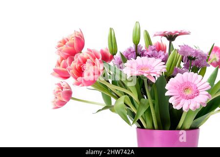 Komposition mit schönen blühenden Tulpen und Barberton Daisy (Gerbera jamesonii) Blumen auf weißem Hintergrund, rosa Farben Stockfoto