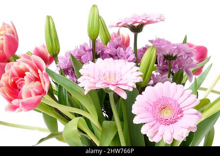 Komposition mit schönen blühenden Tulpen und Barberton Daisy (Gerbera jamesonii) Blumen auf weißem Hintergrund, rosa Farben Stockfoto