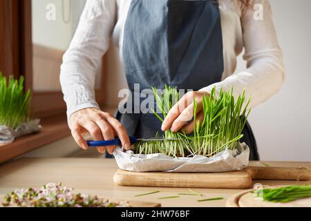 Frau schneidet frisch gewachsenes junges grünes Gerstengras mit einer Schere zum Entsaften Stockfoto