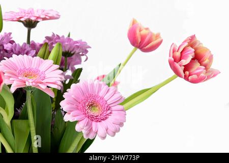 Komposition mit schönen blühenden Tulpen und Barberton Daisy (Gerbera jamesonii) Blumen auf weißem Hintergrund, rosa Farben Stockfoto