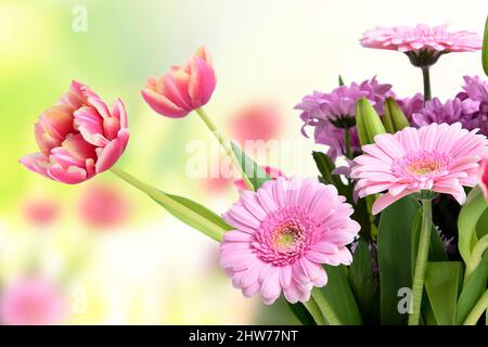 Komposition mit schönen blühenden Tulpen und Barberton Daisy (Gerbera jamesonii) Blumen auf weißem Hintergrund, rosa Farben Stockfoto