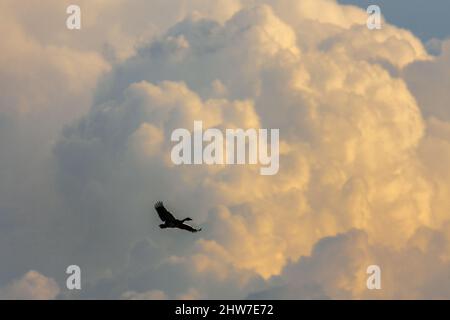 Span-winged Goose, Plectropterus gambensis, fliegend, gegen den Aufbau einer Kumuluswolke, Marievale Bird Sanctuary, Nigel, Gauteng, Südafrika Stockfoto
