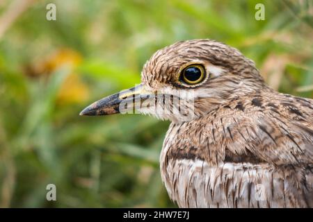 Porträt von Wasserdickknieen, Burhinus vermiculatus, Letaba District, Kruger National Park, Südafrika Stockfoto