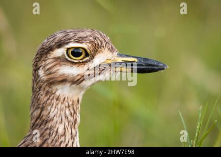 Porträt von Wasserdickknieen, Burhinus vermiculatus, Letaba District, Kruger National Park, Südafrika Stockfoto