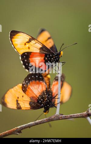 Breit umrandete Acraea, Acraea anemosa, Paarverpaarung, thront auf Zweig von Sweet Thorn, Vachellia (Acacia) karroo, Bela-Bela, Limpopo, Südafrika Stockfoto