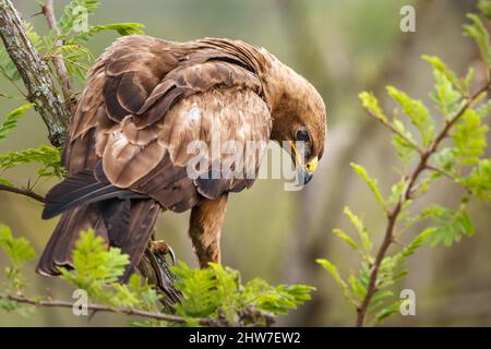 Wahlberg's Eagle, Aquila wahlbergi, thront auf einem Zweig von Sichelbusch, Dichrostachys cinerea, Malelane District, Kruger National Park, Südafrika Stockfoto