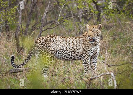 Junger Leopard, Panthera pardus, in Bushveld, Malelane District, Kruger National Park, Südafrika Stockfoto