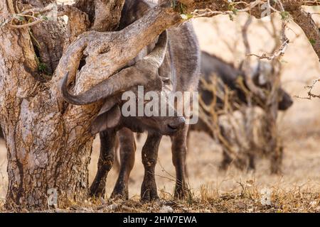 Cape Buffalo, Syncerus Caffer, kratzender Hals auf dem Stamm von Apple-Leaf, Philenoptera violacea, Umbabat Private Game Reserve, Südafrika Stockfoto