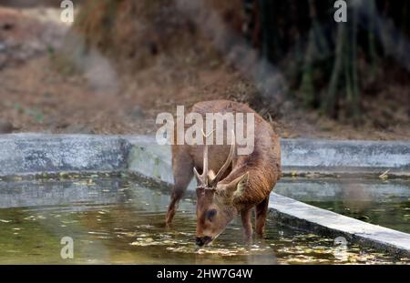 Hirsche trinken Wasser. Im dunklen Hintergrund Stockfoto
