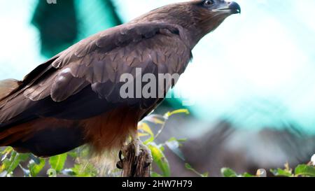 Der Adler steht auf einem Ast. Im dunklen Hintergrund Stockfoto