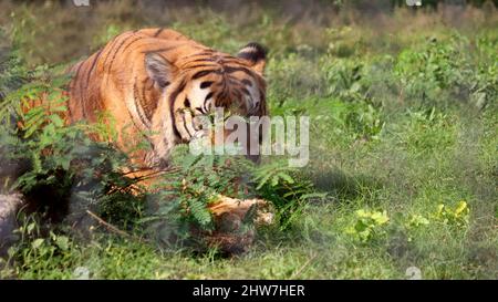 Der Tiger sitzt auf dem Boden. Mit dem unscharfen Hintergrund Stockfoto