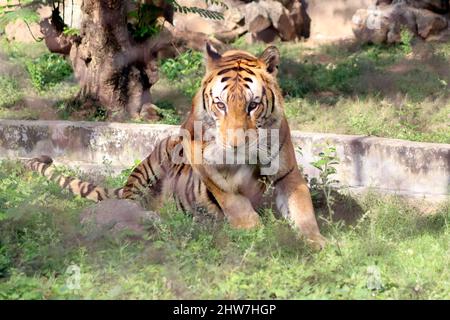 Der Tiger sitzt auf dem Boden. Mit dem unscharfen Hintergrund Stockfoto