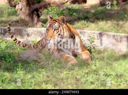 Der Tiger sitzt auf dem Boden. Mit dem unscharfen Hintergrund Stockfoto