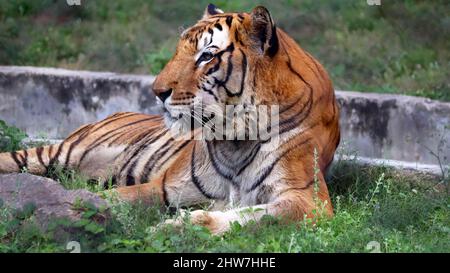 Der Tiger sitzt auf dem Boden. Mit dem unscharfen Hintergrund Stockfoto